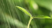 初期雨水什么情形下需納入排污許可？